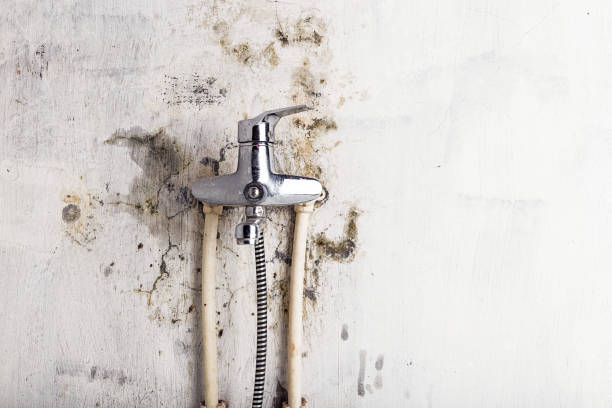 Best Mold Removal Near Me  in Tullytown, PA