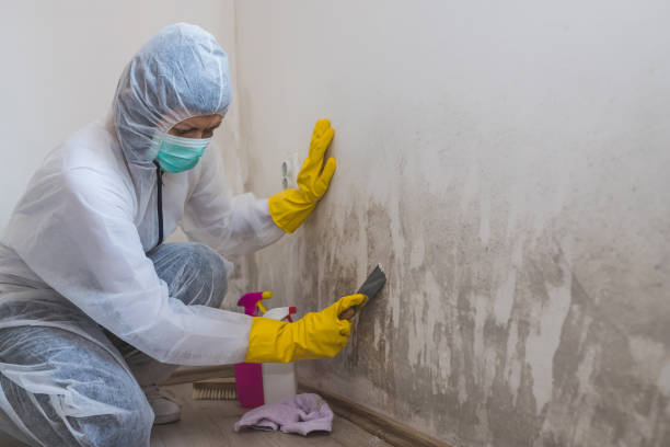Mold Testing and Removal in Tullytown, PA