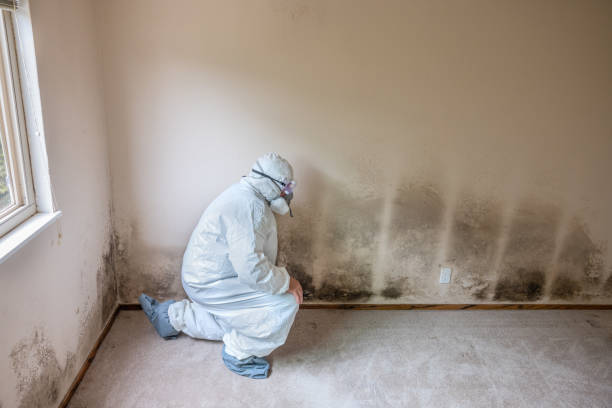 Best Affordable Mold Removal  in Tullytown, PA