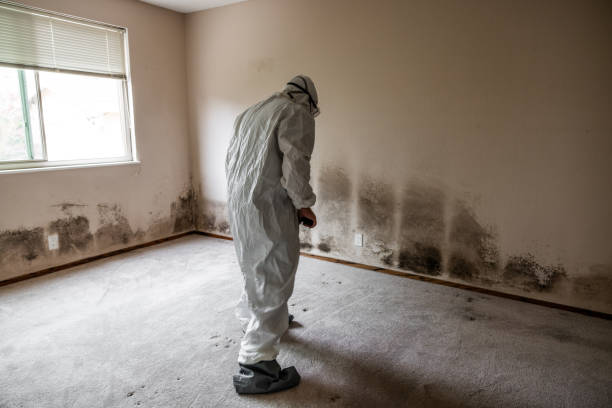 Mold Removal and Inspection in Tullytown, PA