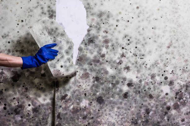 Best Emergency Mold Removal  in Tullytown, PA