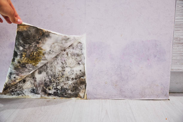 Best Professional Mold Removal  in Tullytown, PA